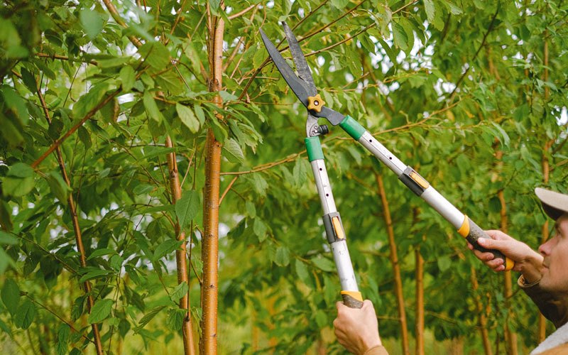 Tree trimming in Denmark, IA