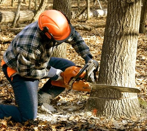 Tree Removal in Denmark, IA